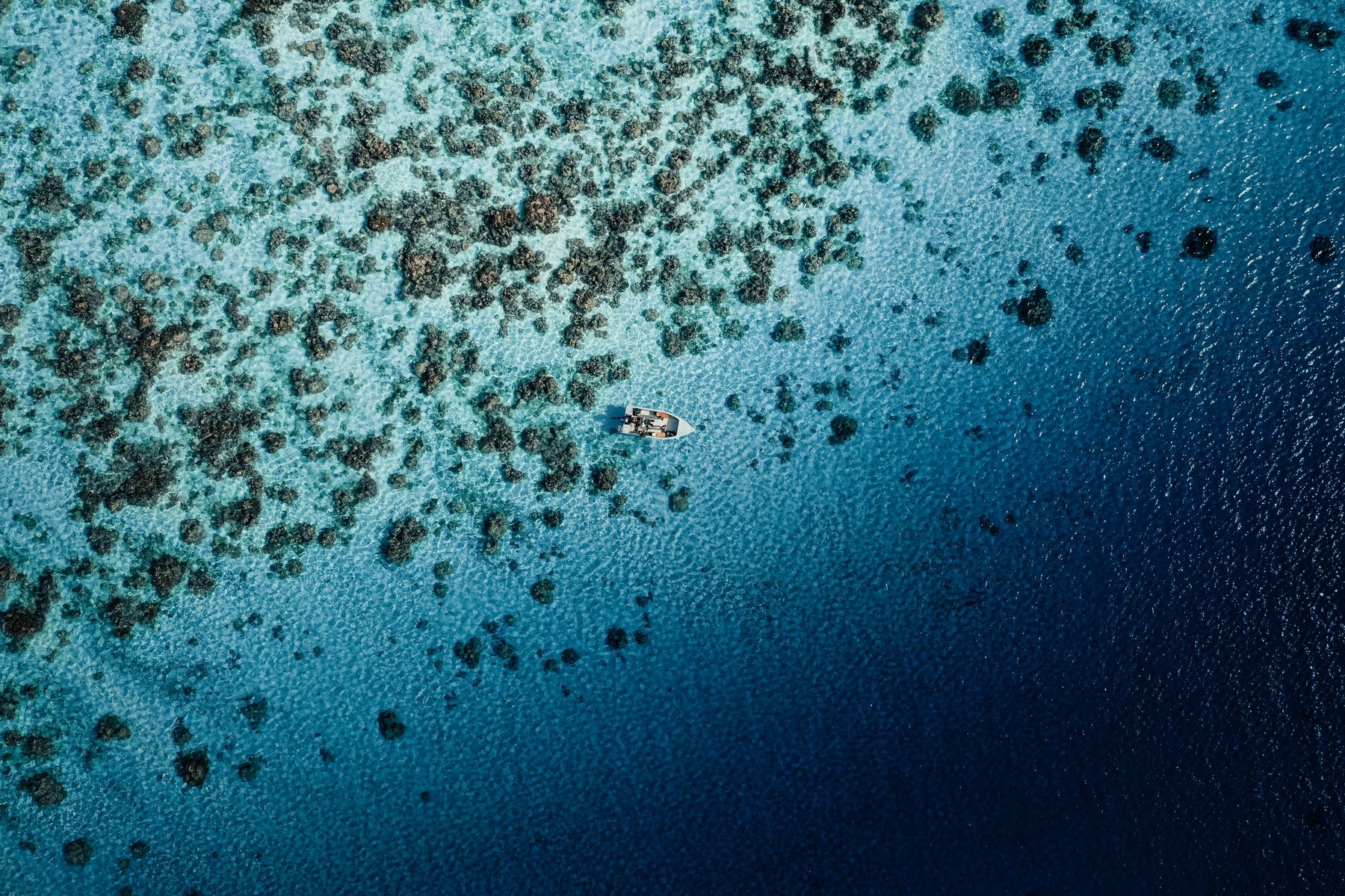 WE’RE HALFWAY TO 15K CORALS IN 2022