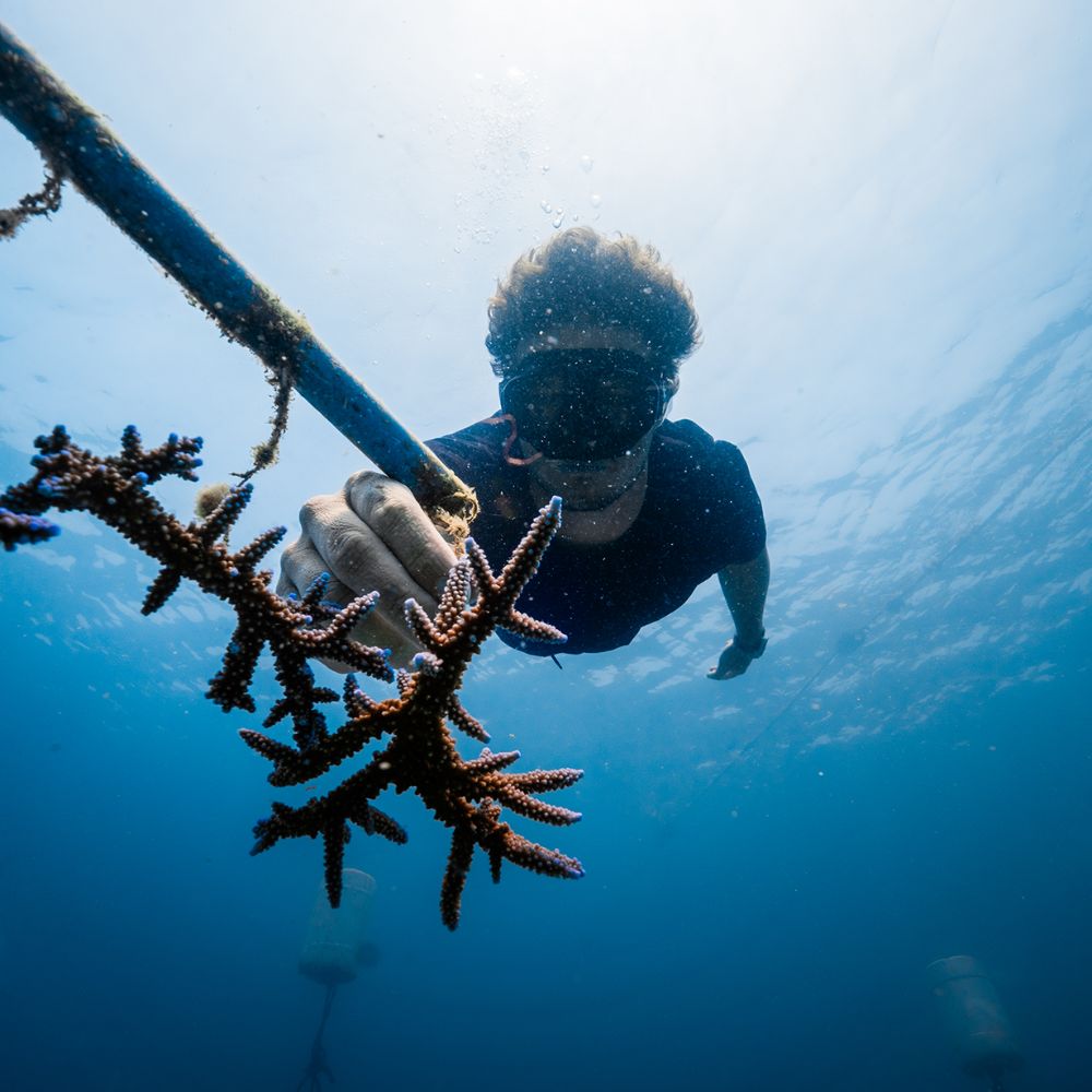 ADOPT A CORAL – Coral Gardeners