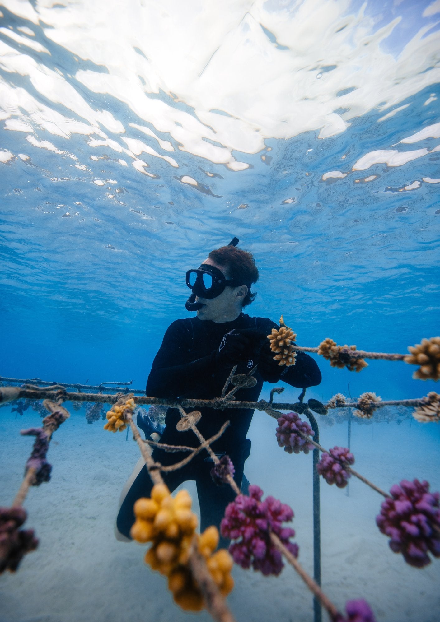 Coral　3/2一緒に配達 ADOPT A CORAL – Coral Gardeners