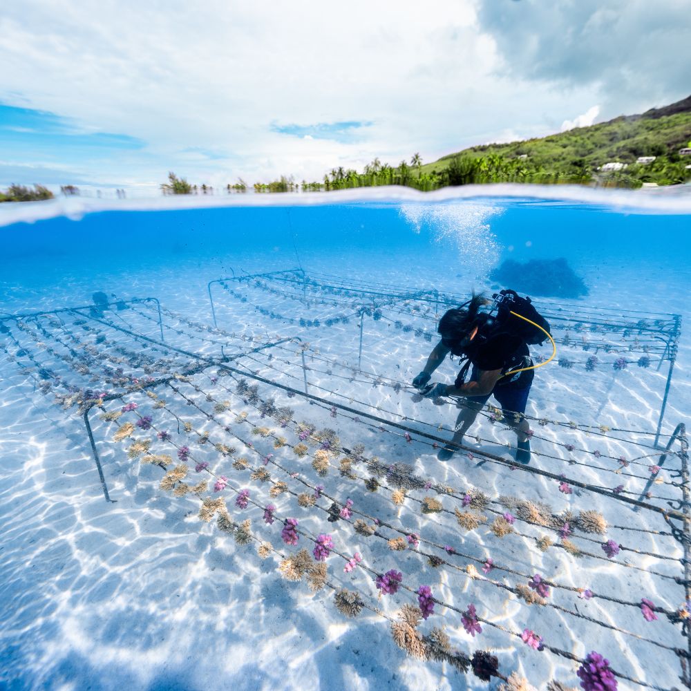 ADOPT A CORAL – Coral Gardeners