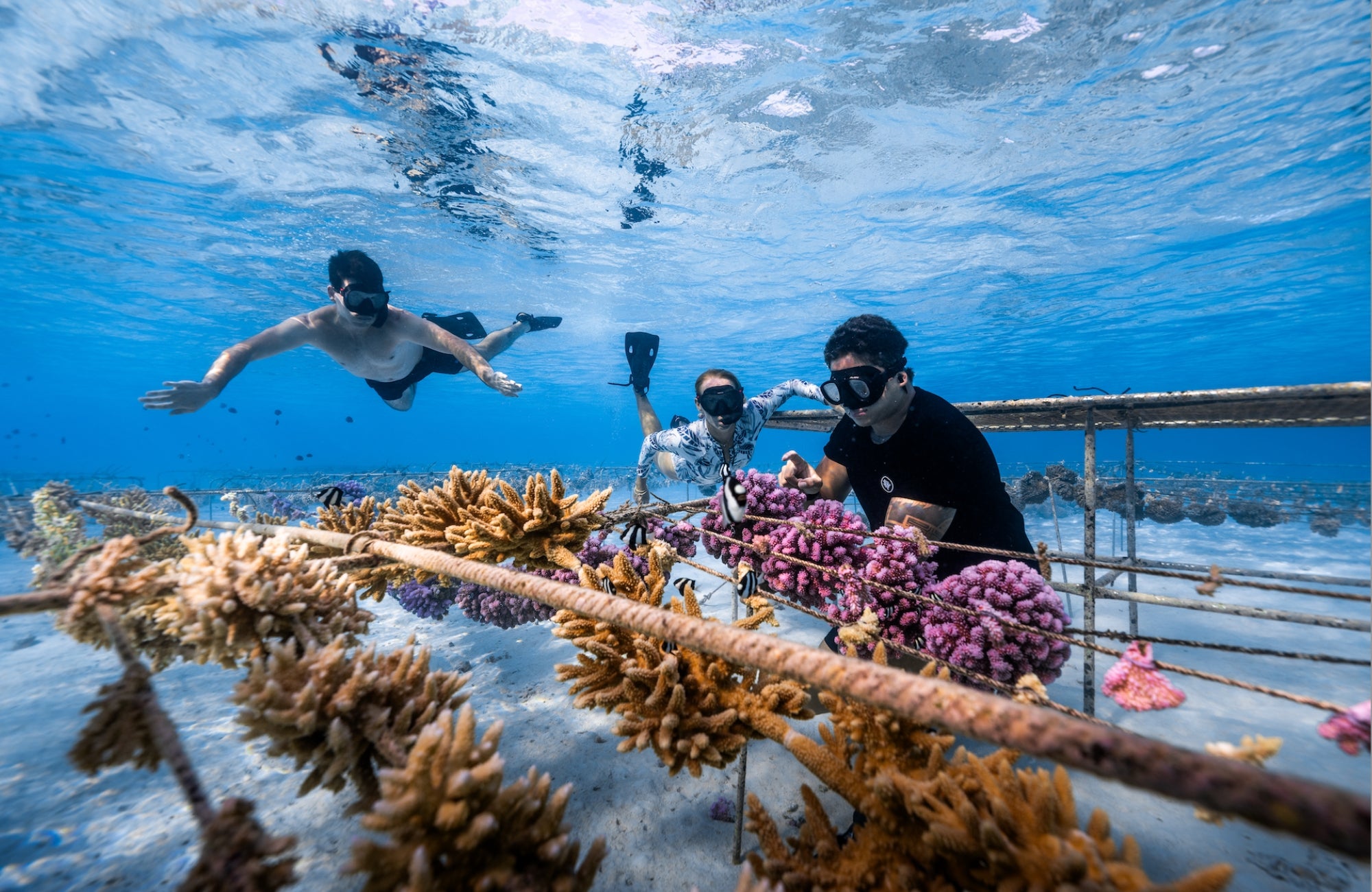 ADOPT A CORAL – Coral Gardeners