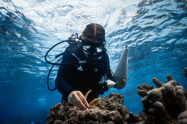 Coral Gardeners team transplanting coral underwater