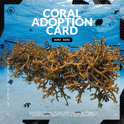 ADOPTEZ UN CORAIL