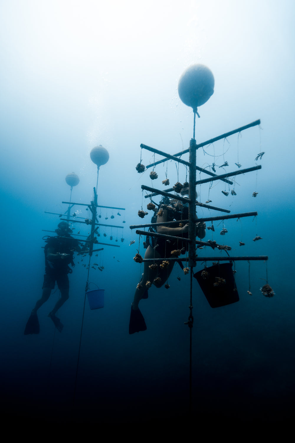 Our Impact – Coral Gardeners
