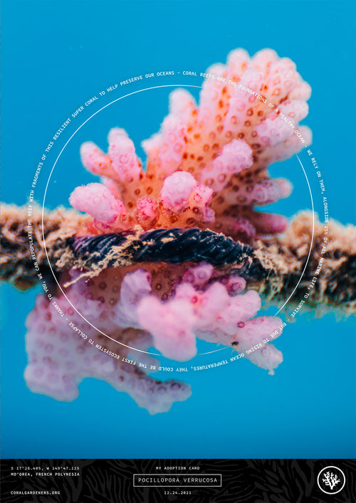 ADOPT A CORAL