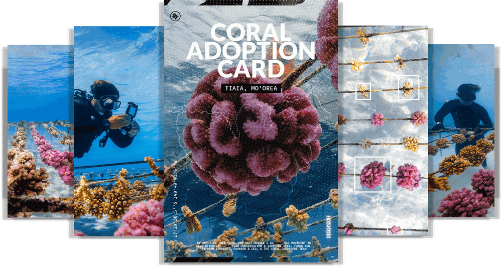 ADOPT A CORAL