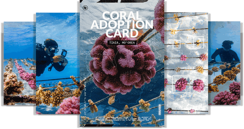 ADOPT A CORAL