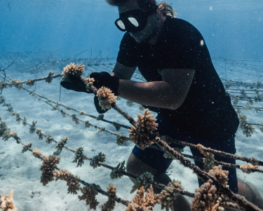 coral gardeners reef