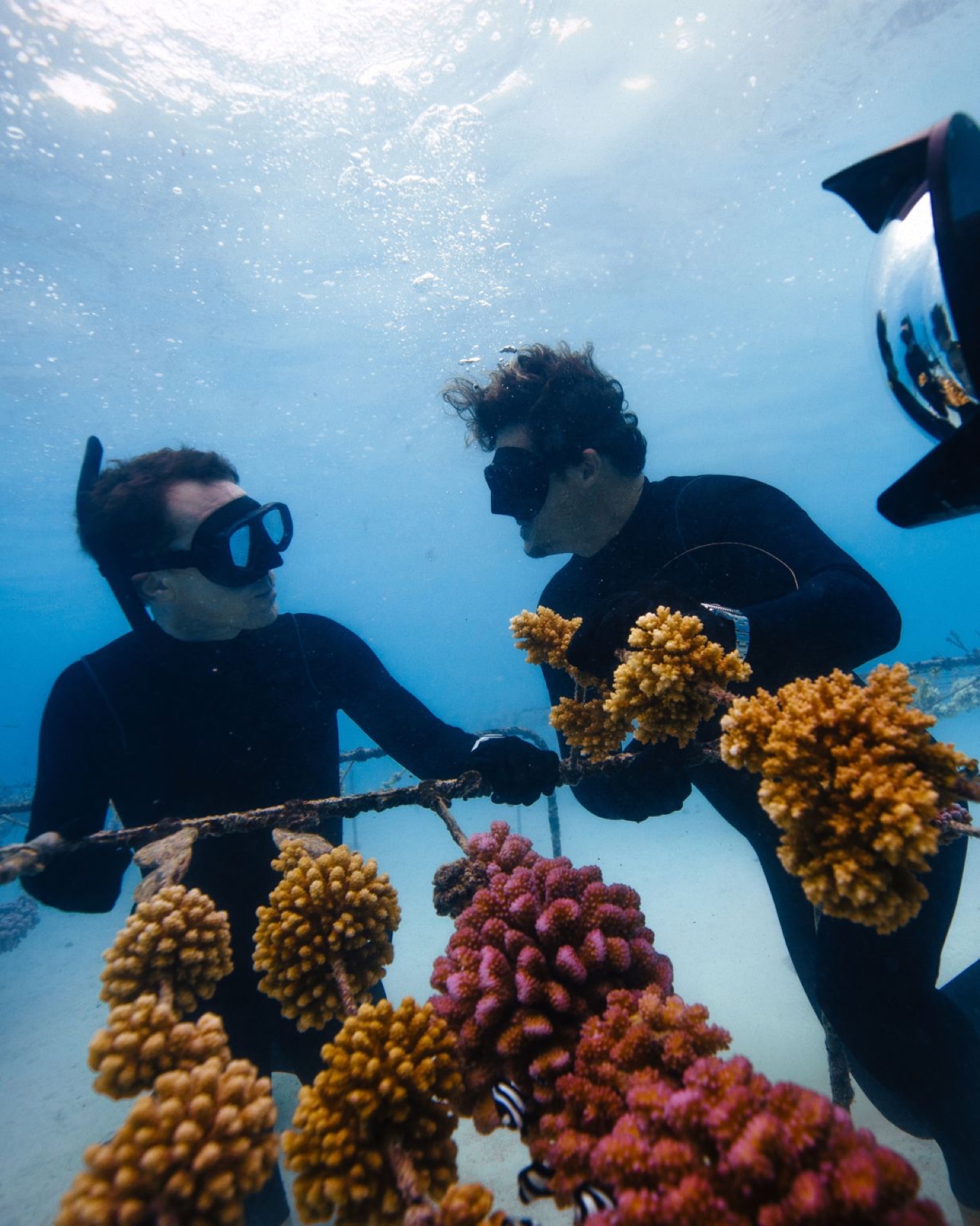 Benedict Cumberbatch and Titouan examining corals in the nursery