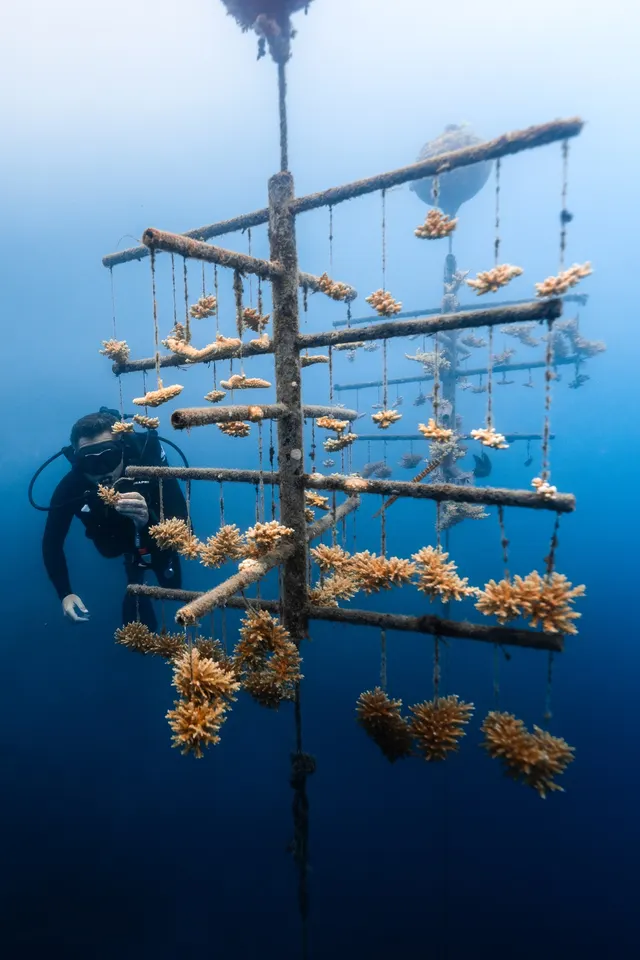A diver at a coral tree