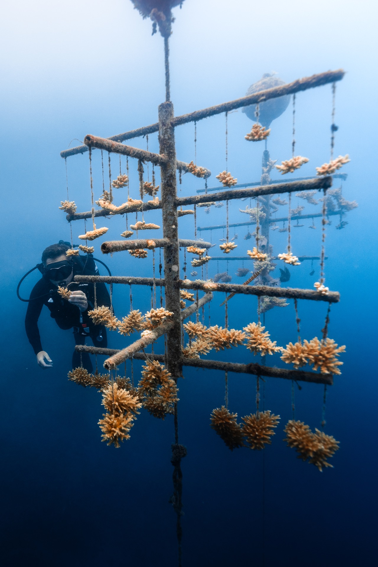 A diver at a coral tree