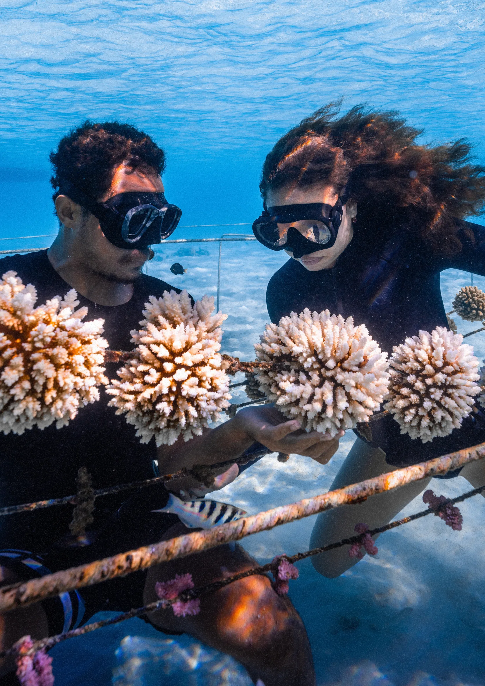 Two snorkellers inspecting corals on a Coral Gardeners nursery rope in Mo'orea