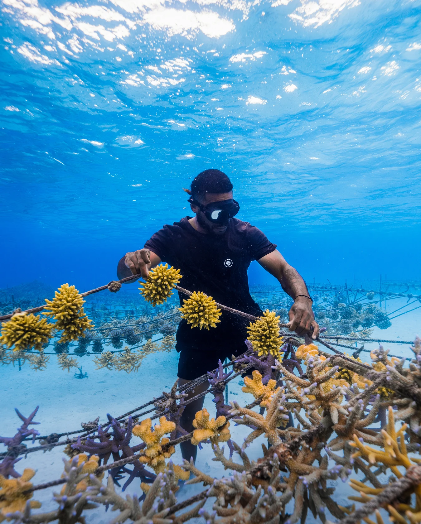 A Gardener at the surface threading a rope of yellow coral above the nursery frames