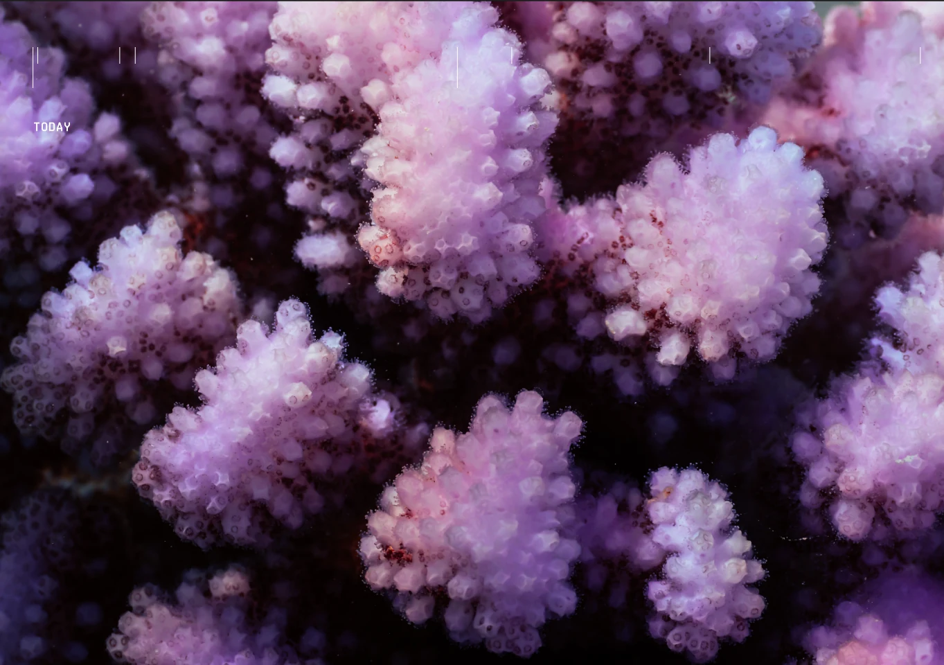 A dense field of pink and violet coral polyps in close-up