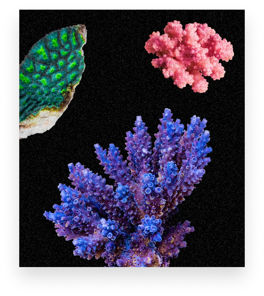 Three coral fragments — green, pink and violet — on black