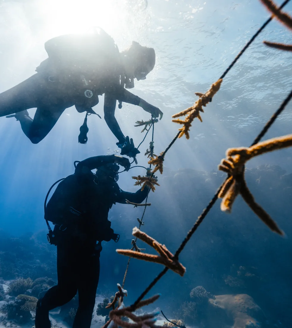 Two divers tending a rope nursery in sunbeams near the surface