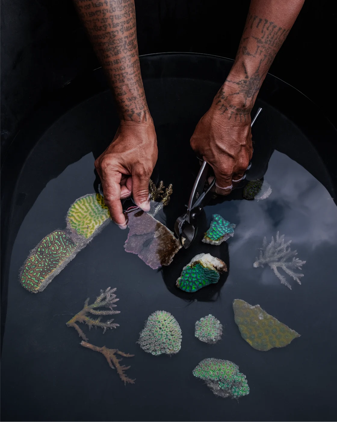 Hands sorting coral fragments across a dark tray