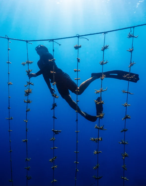 A freediver swimming between hanging rope nurseries in deep blue water