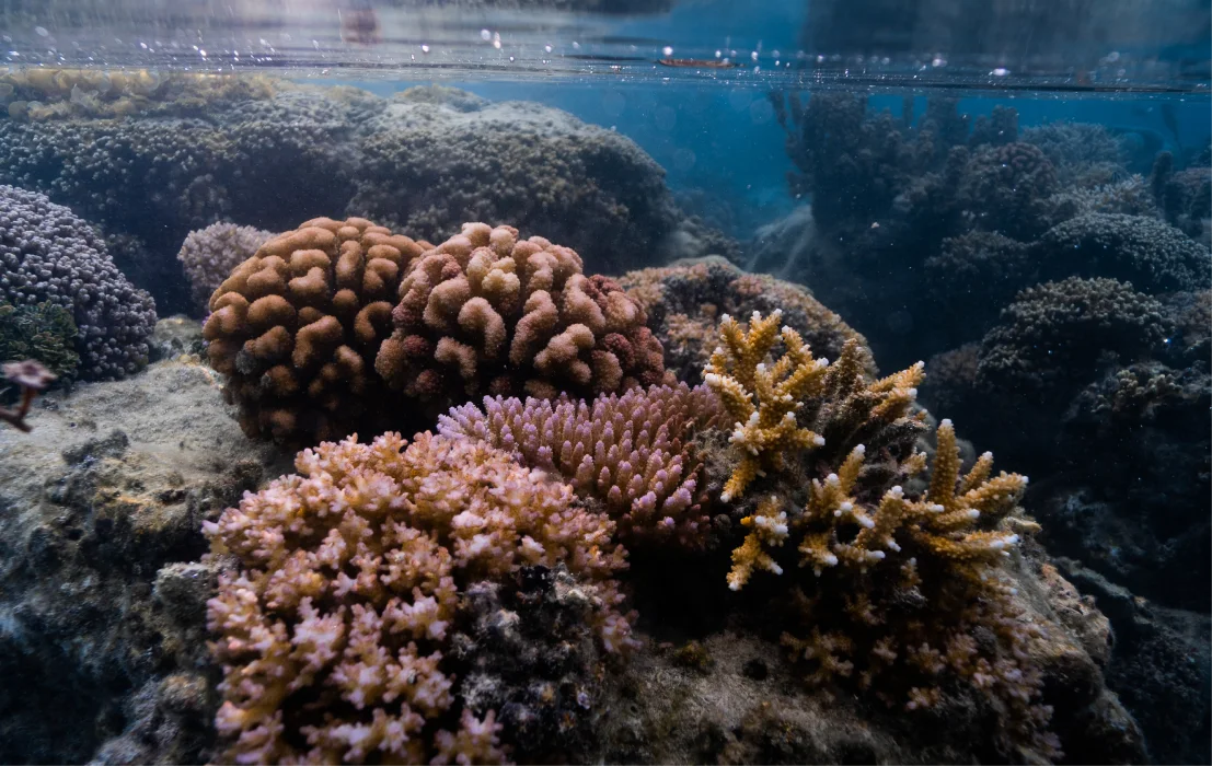 A shallow reef of pink and yellow corals just under the surface