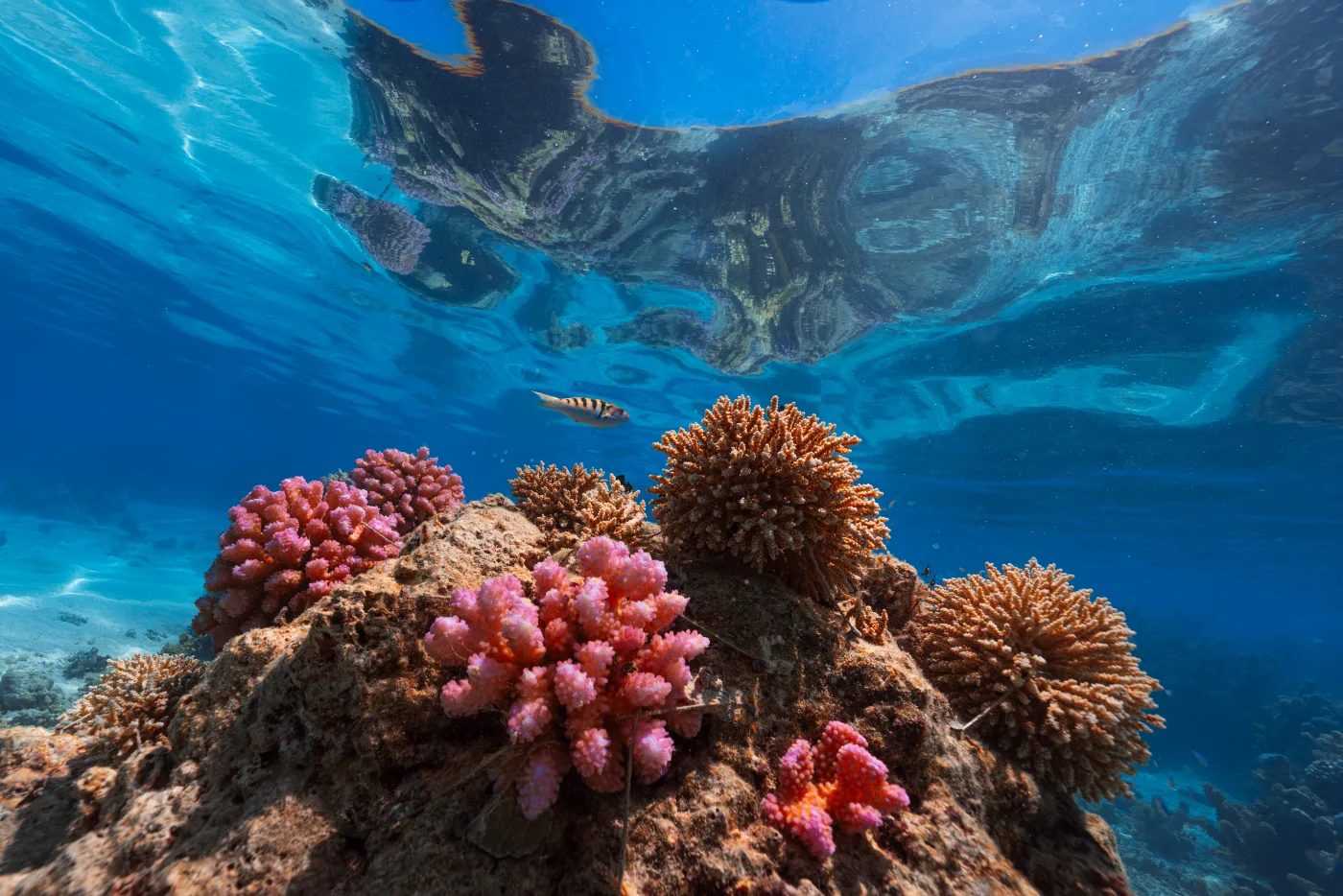 Revive the reef