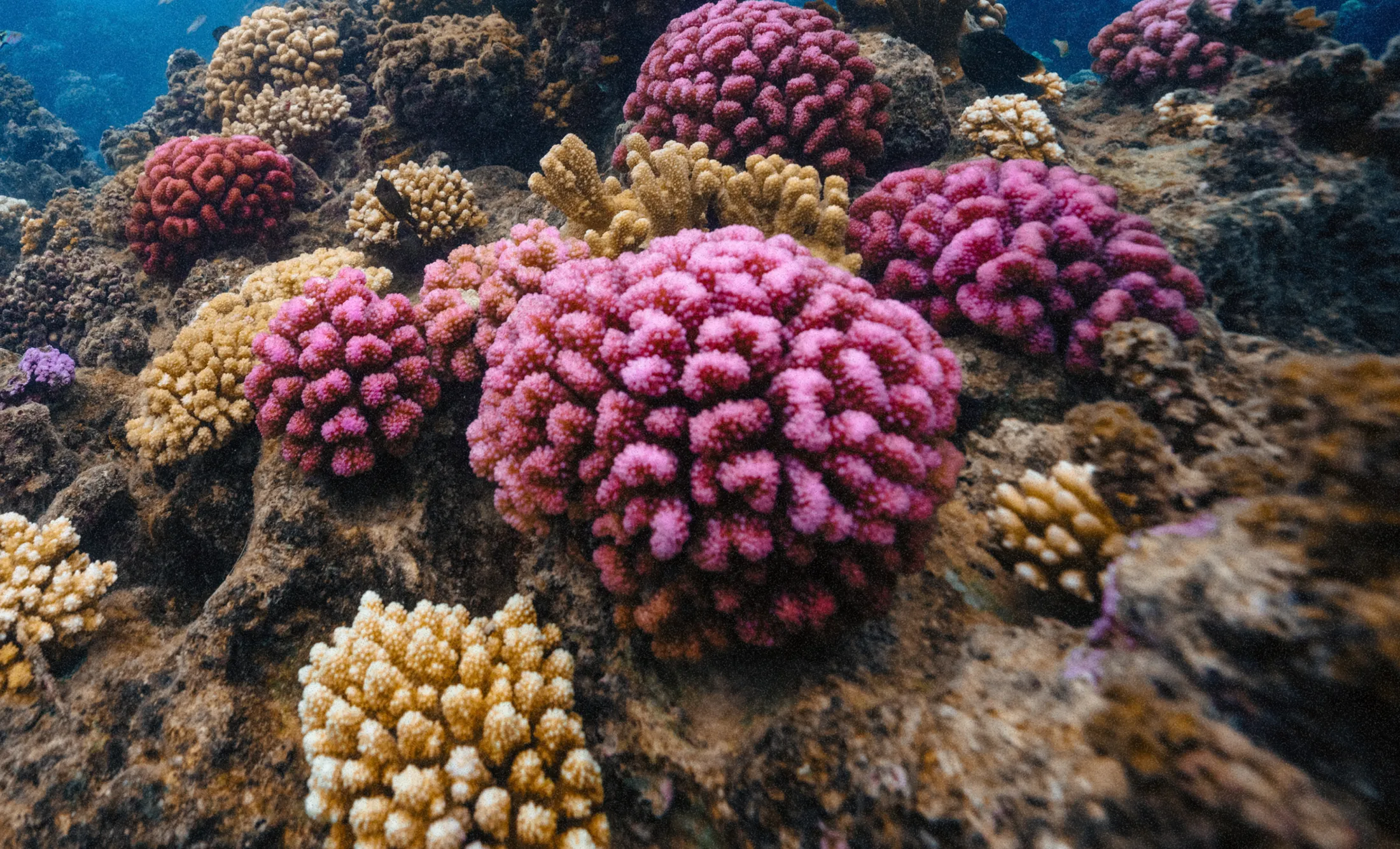 A Gardener outplanting coral on a reef dense with pink and gold colonies