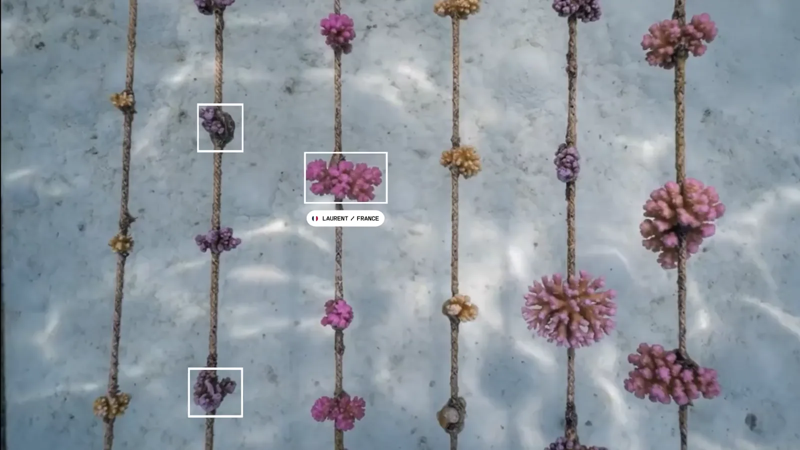 Coral fragments growing on nursery ropes, seen from above