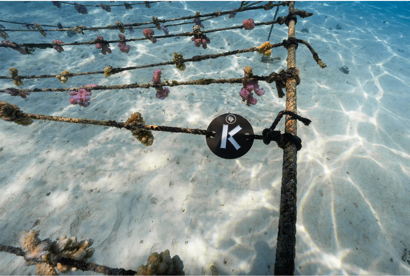 A Coral Gardeners nursery rope over white sand, one fragment tagged