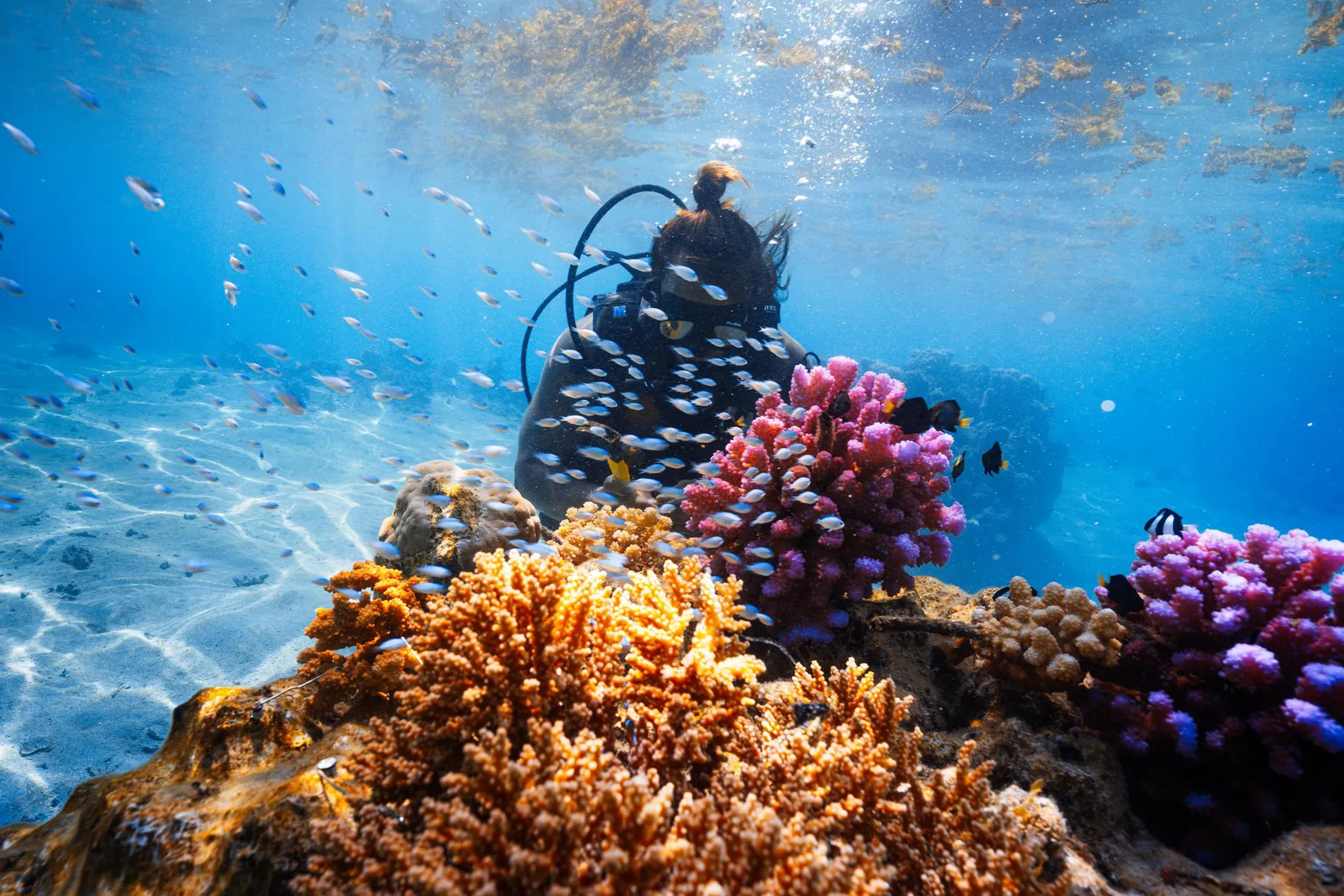 A diver tending a coral garden in clear blue water