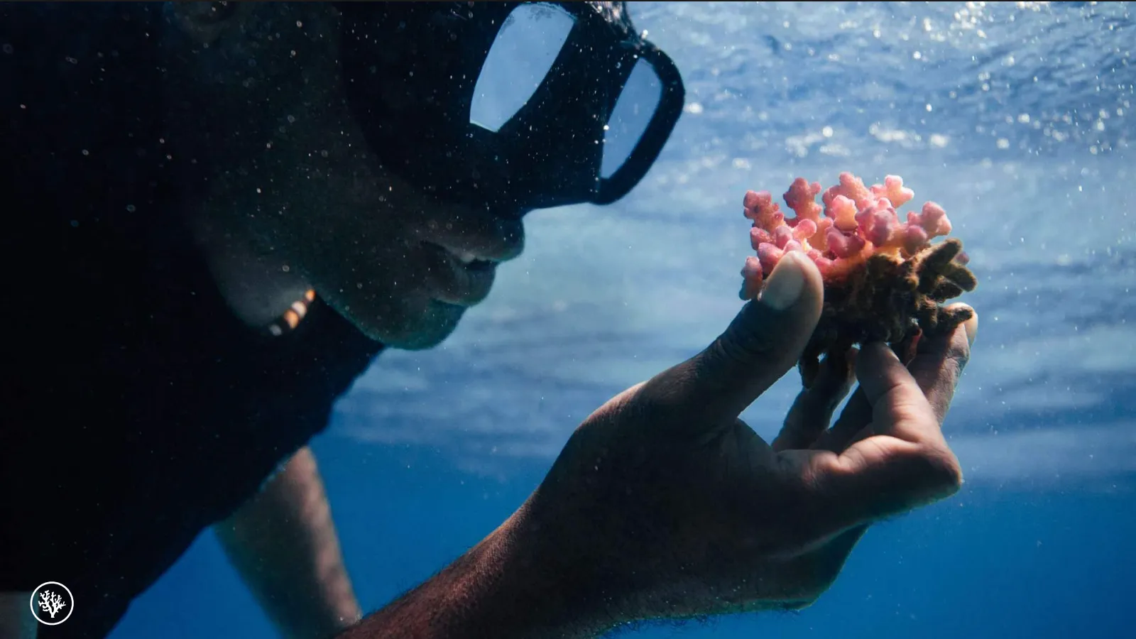 A diver holding a pink coral fragment underwater