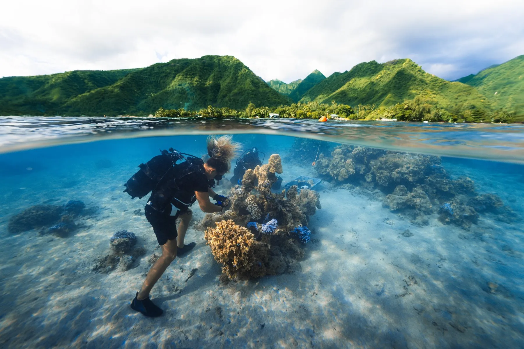 A diver planting corals on the reef below the mountains of Tahiti