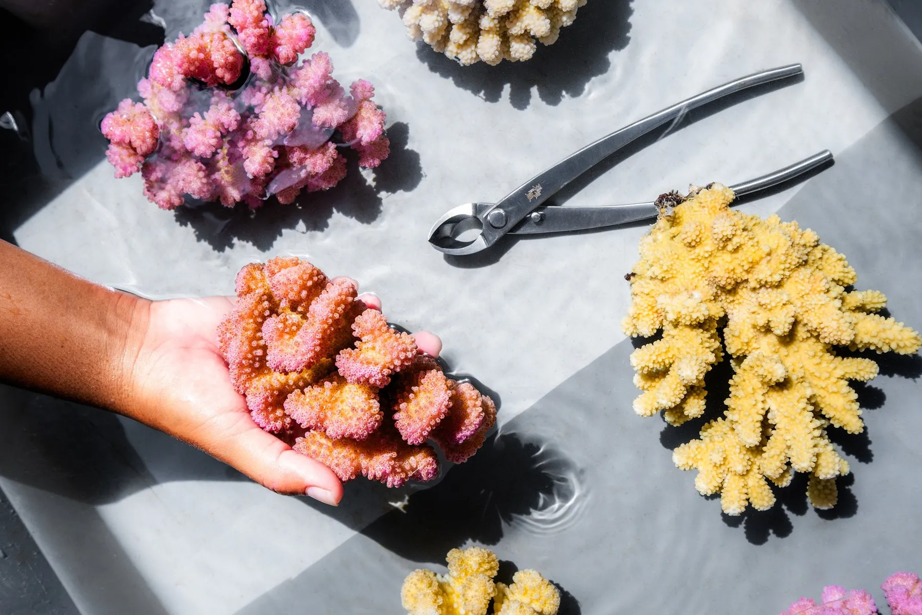 Coral fragments and cutters on a nursery table