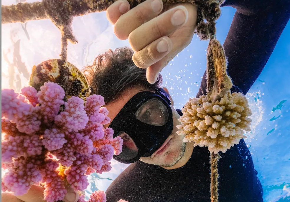 A diver tying coral fragments to a nursery rope