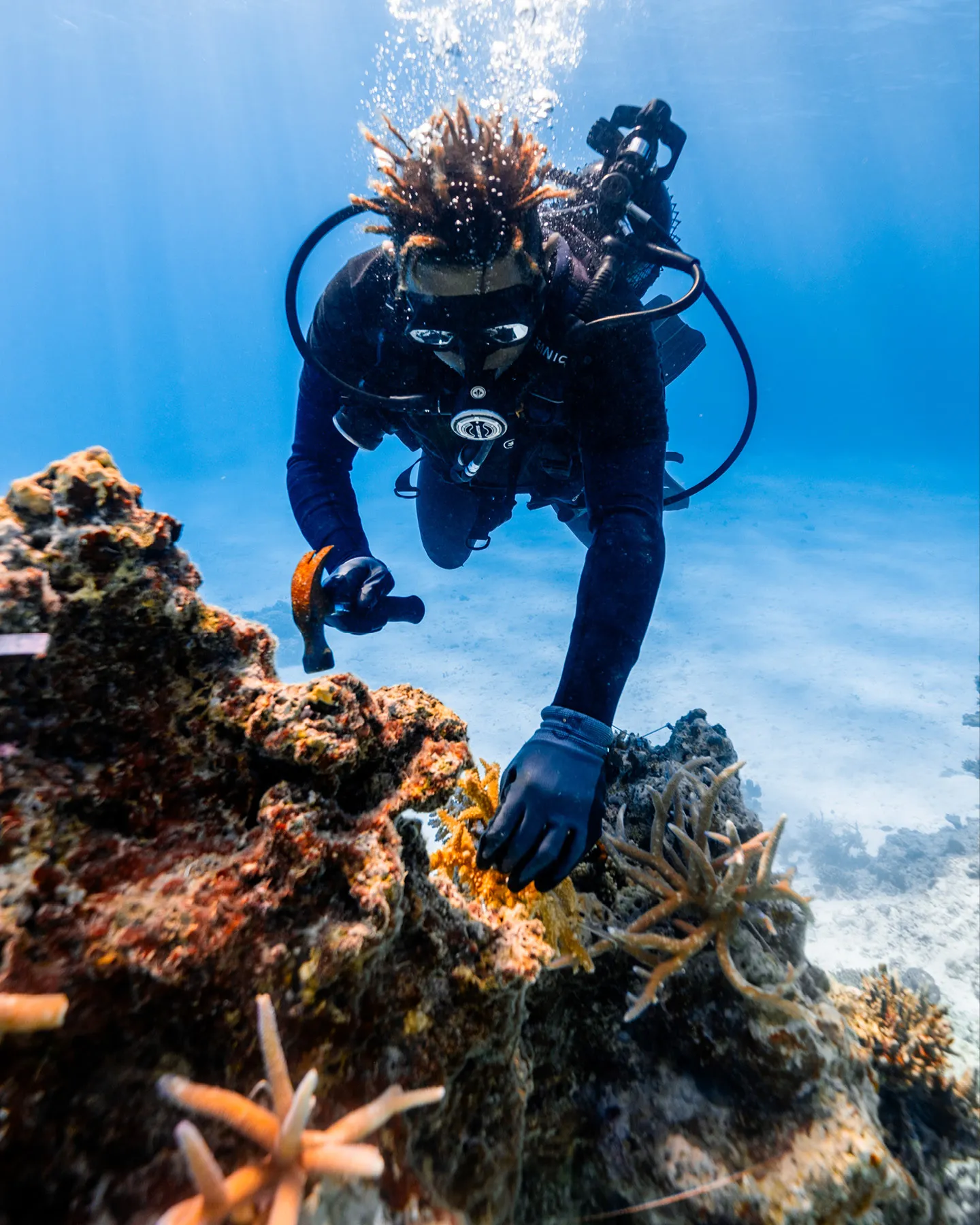 A diver placing a coral fragment onto the reef