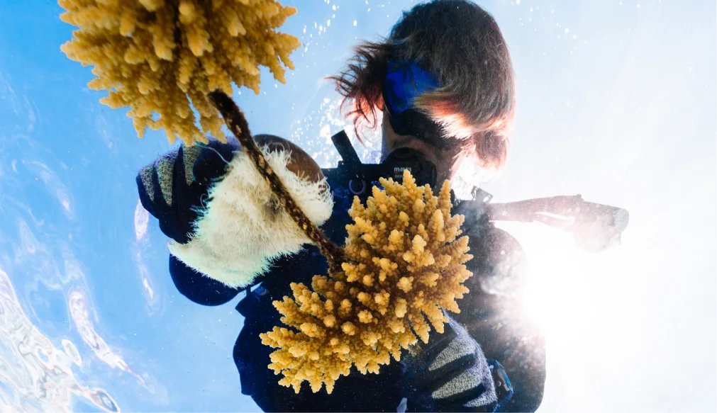 A diver holding two coral fragments up to the light at the surface