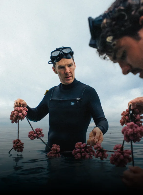Benedict Cumberbatch in a wetsuit holding ropes of pink coral at the surface