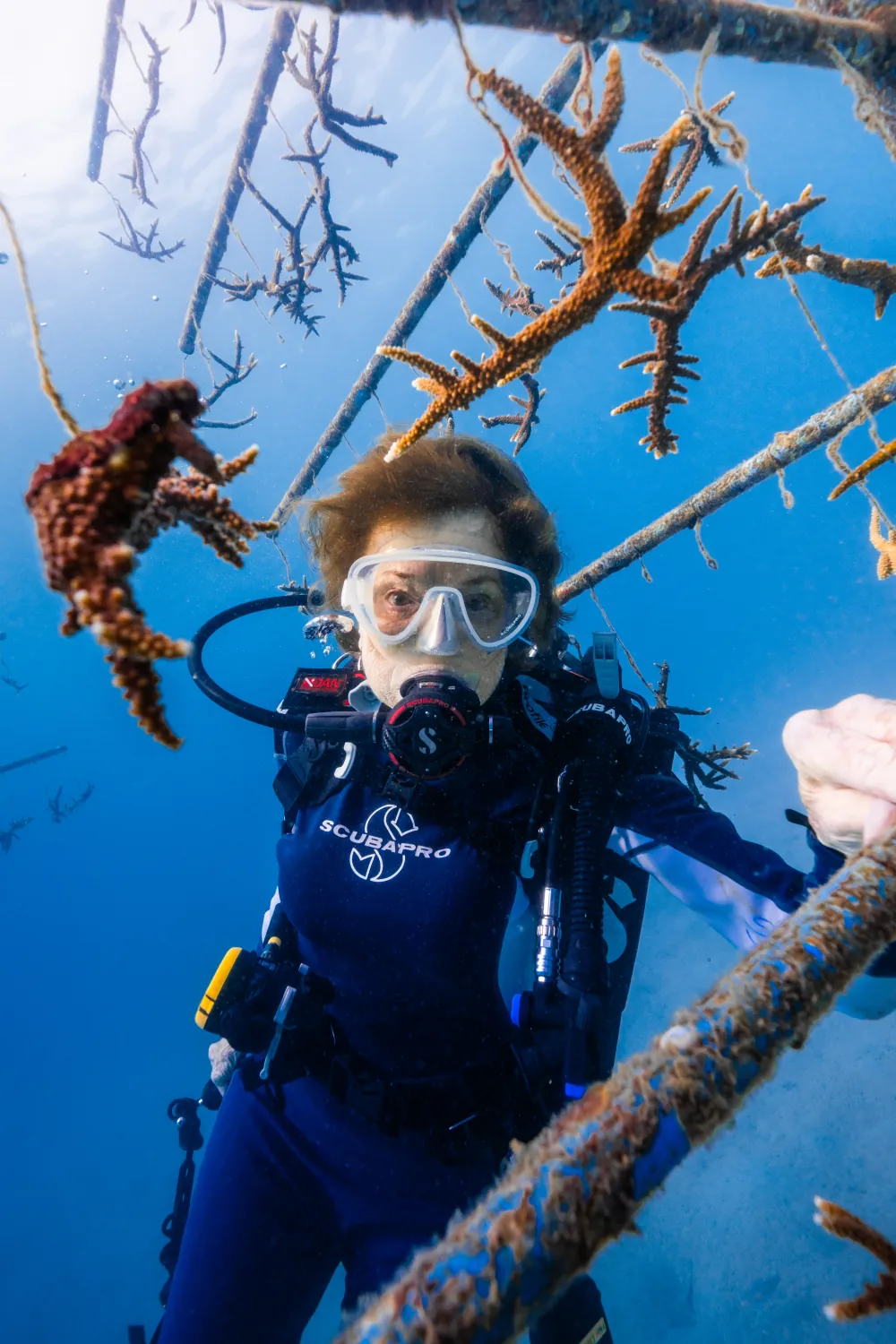 Sylvia Earle diving among the nursery trees
