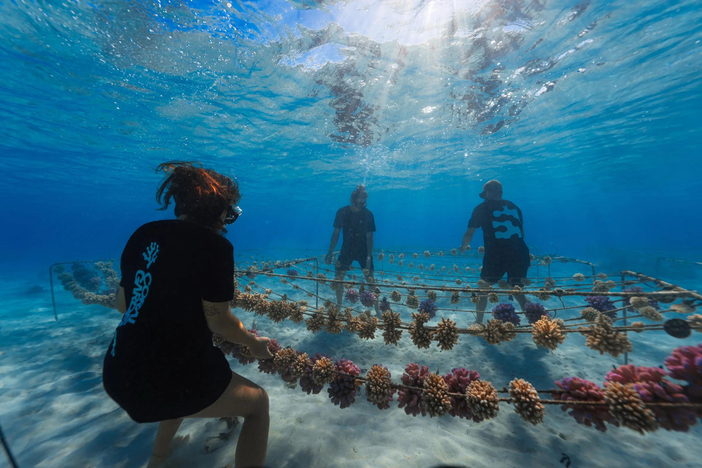Three Gardeners in Coral Gardeners tees standing over a rope nursery underwater