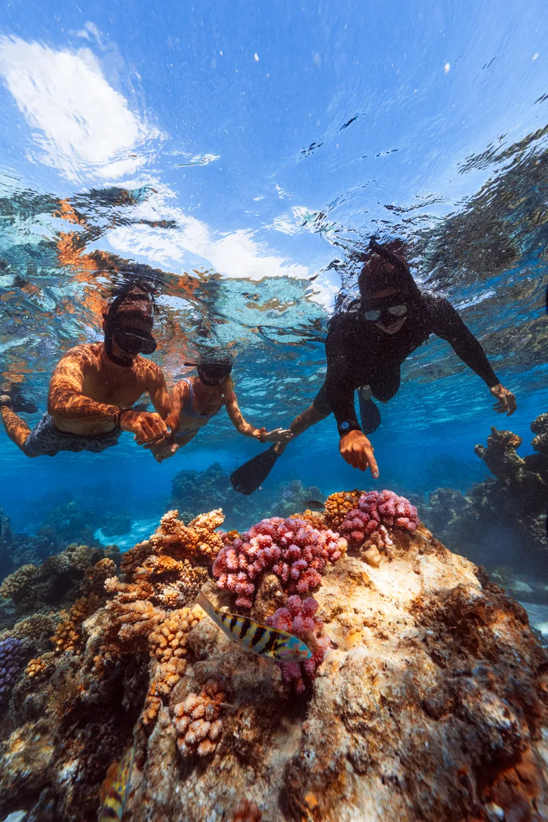 Two snorkellers over a restored coral bommie